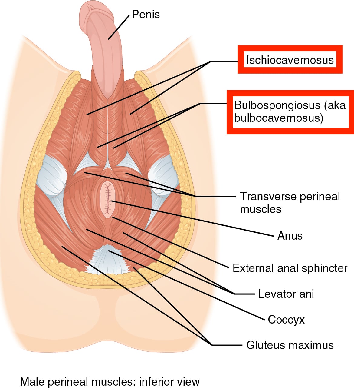 Inhibited Male Orgasm 84